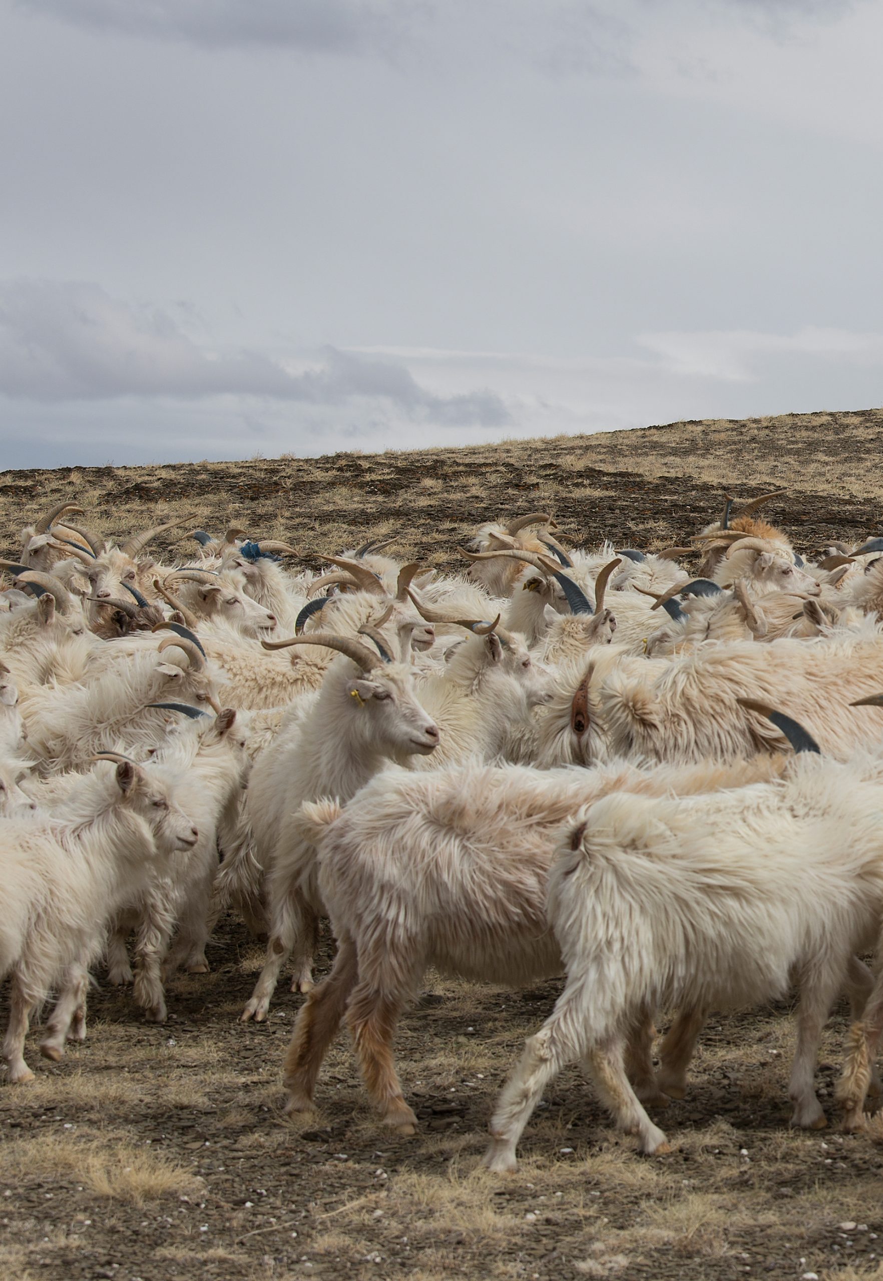 Naadam | Maker